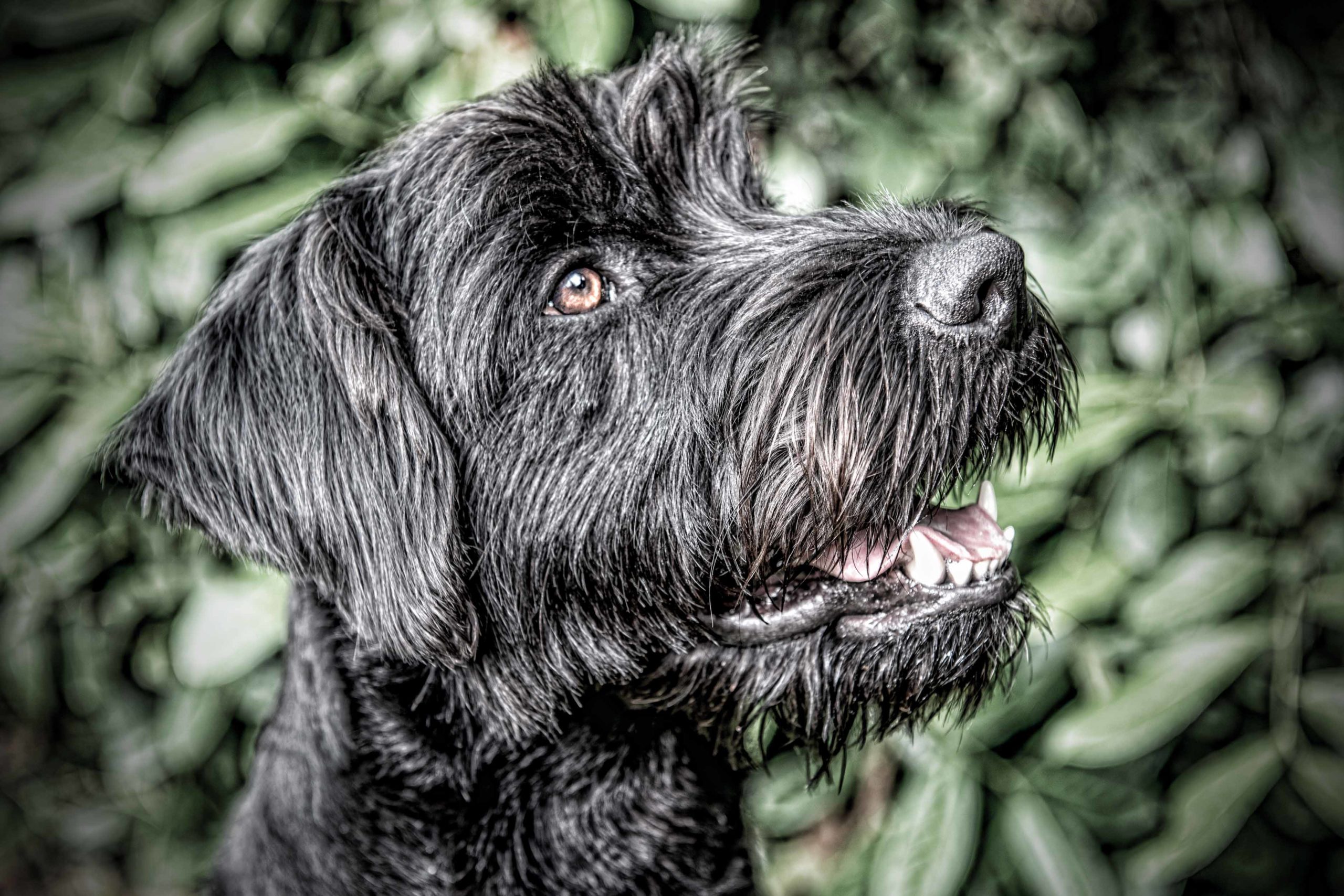 dog portraits Otto_0049_edited-1
